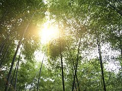白虎盖青龙，代代有人穷